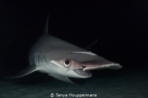 I'm Watching You
A hammerhead shark makes eye contact du... by Tanya Houppermans 